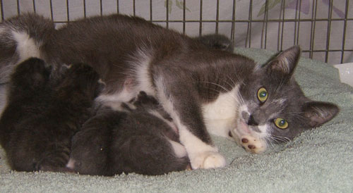 Moustachia with her litter